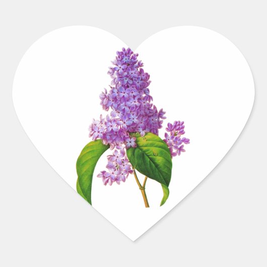 Redoute Lilacs Hart Sticker (Voorkant)
