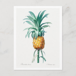 REDOUTÉ "PINEAPPLE" BOTANISCH BRIEFKAART