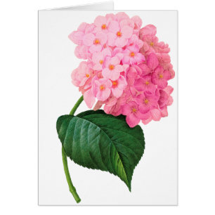 Redoute Pink Hydrangea