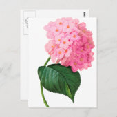 Redoute Pink Hydrangea Briefkaart (Voorkant / Achterkant)