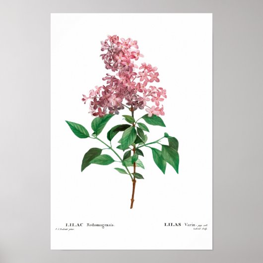 REDOUTÉ POSTER BOTANIQUE "LILAC CHINOIS" (Devant)