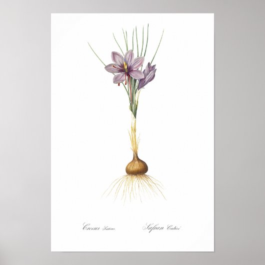 REDOUTÉ POSTER vintage BOTANIQUE "CROCUS" (Devant)