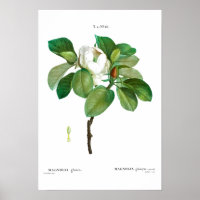 REDOUTÉ POSTER vintage BOTANIQUE "MAGNOLIA"