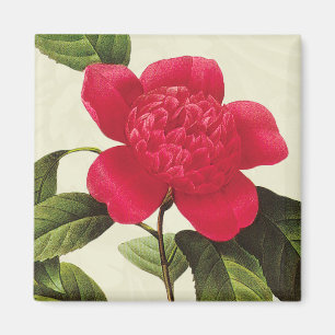 Redoute Red Camellia Botanical Print Square Magnet Magneet