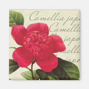Redoute Red Camellia Botanical Print Square Magnet Magneet
