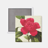 Redoute Red Camellia Botanique Imprimer Magnet Car (Recto/Verso)