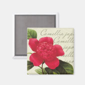 Redoute Red Camellia Botanique Imprimer Magnet Car (Recto/Verso)