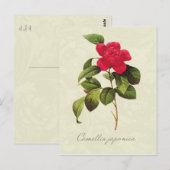 Redoute Red Camellia Briefkaart voor botanische af (Voorkant / Achterkant)