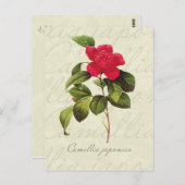 Redoute Red Camellia Briefkaart voor botanische af (Voorkant / Achterkant)
