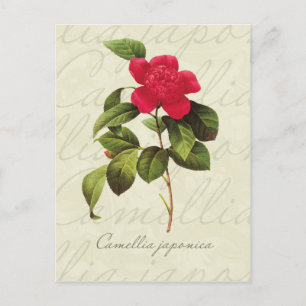 Redoute Red Camellia Briefkaart voor botanische af