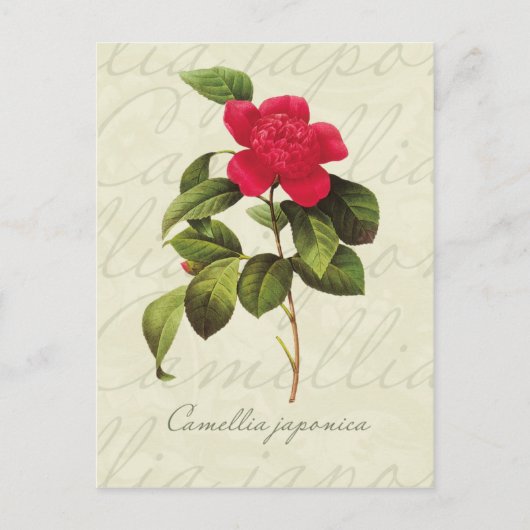 Redoute Red Camellia Briefkaart voor botanische af (Voorkant)
