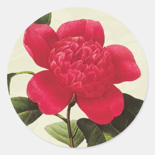 Redoute Rode Camellia Botanische Print Stickers (Voorkant)