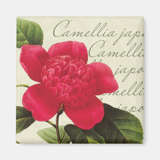 Redoute Rode Camellia Botanische Print Vierkante m Magneet