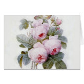 Redoute Roos (Voorkant Horizontaal)