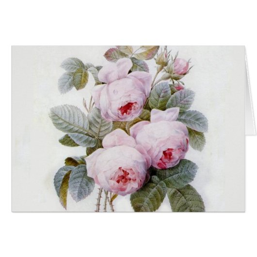 Redoute Roos (Voorkant Horizontaal)