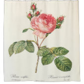 Redoute Rosa Centifolia Douchegordijn (Voorkant)