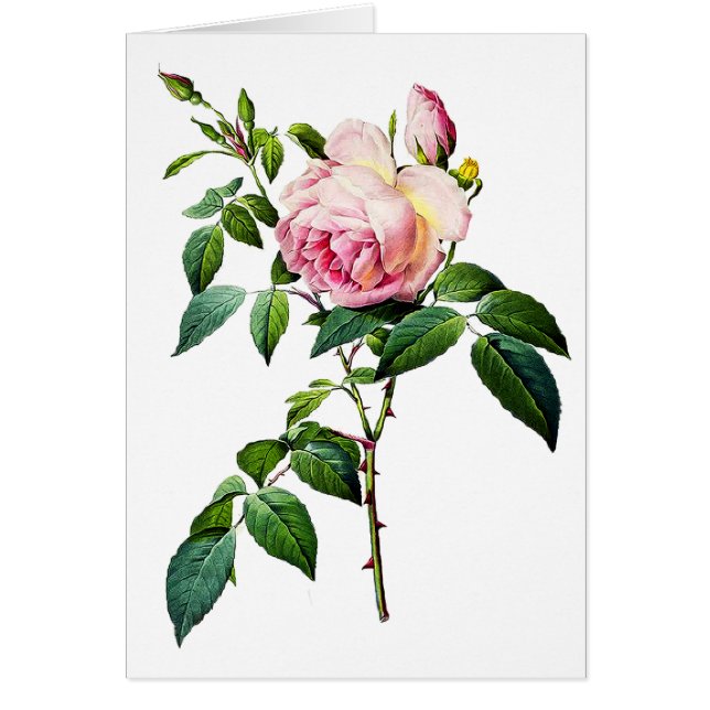 Redoute Roses roses roses (Devant)