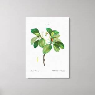 REDOUTÉ VINTAGE BOTANICAL "MAGNOLIA" CANVAS AFDRUK