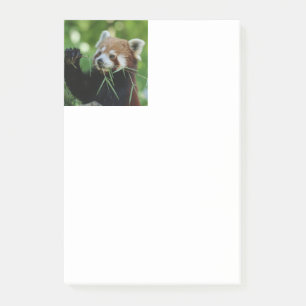RedPanda 002 Post-it® Notes