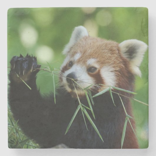 RedPanda 002 Stenen Onderzetter (Voorkant)