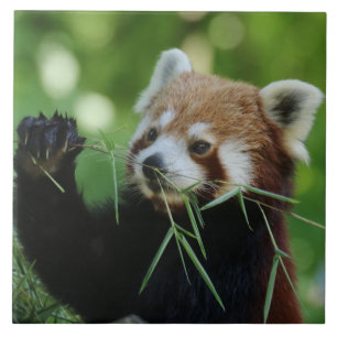 RedPanda 002 Tegeltje