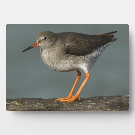 Redshank | Tringa Totanus Fotoplaat (voorkant)