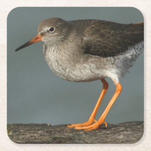 Redshank Tringa Totanus Vierkante Kartonnen Onderzetter