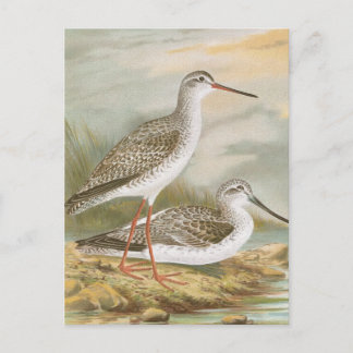 "Redshank" vogelillustratie Briefkaart