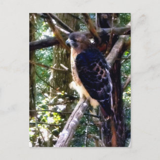 Redtail Hawk op Branch Briefkaart