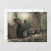Redtail Squirrel 01 Briefkaart (Voorkant / Achterkant)