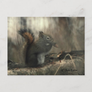Redtail Squirrel 01 Briefkaart