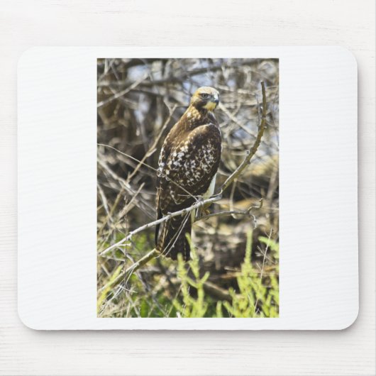 Redtailed Hawk Muismat (Voorkant)