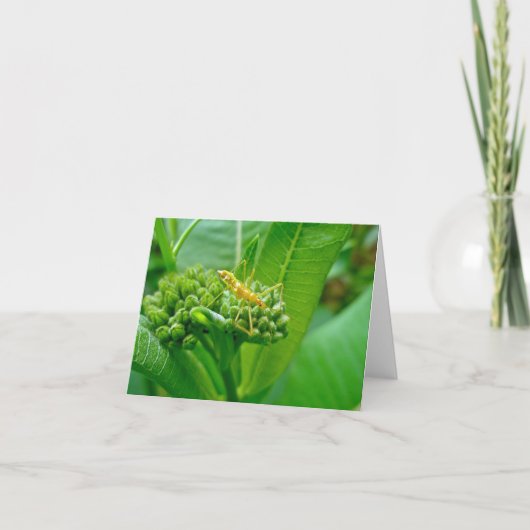 Reduviid Assassin Bug Note Kaart (Voorkant)