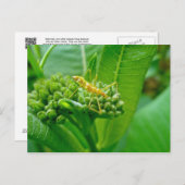 Reduviid Bug op Briefkaart van Milkweed (Voorkant / Achterkant)