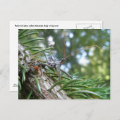 Reduviid op Briefkaart Spruce (Voorkant / Achterkant)