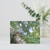 Reduviid sur carte postale de l'épinette (Debout devant)