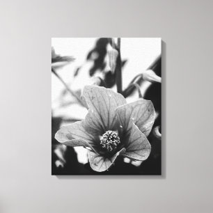 Redvein Abutilon - zwarte en witte foto Canvas Afdruk