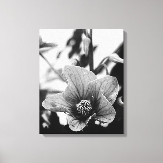 Redvein Abutilon - zwarte en witte foto Canvas Afdruk (Voorkant)