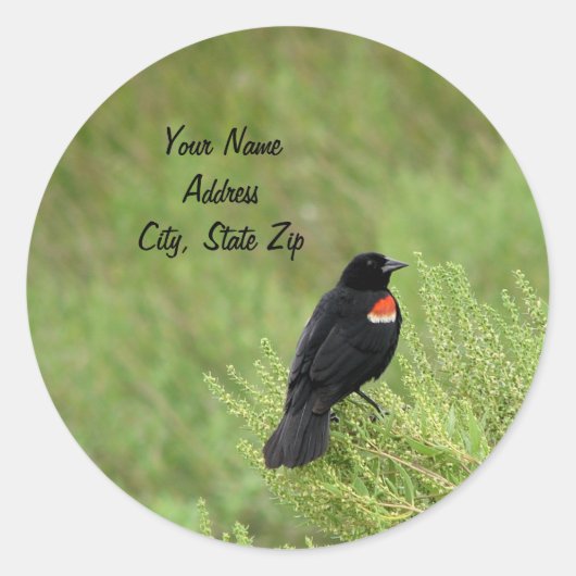 Redwing Blackbird Adres Sticker (Voorkant)