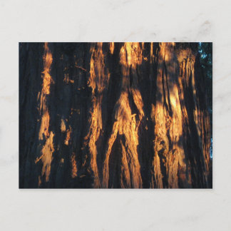 Redwood Bark. " Briefkaart