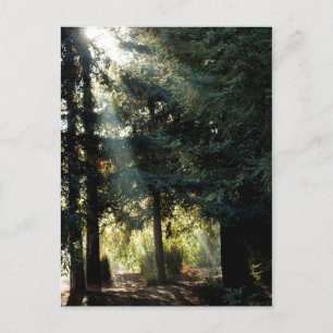 Redwood bomen in de ochtend briefkaart