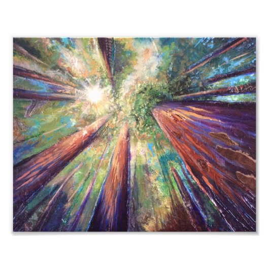 Redwood Canopy Foto Afdruk (Voorkant)