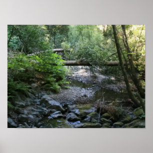 "Redwood Creek", Muir Bossen Poster