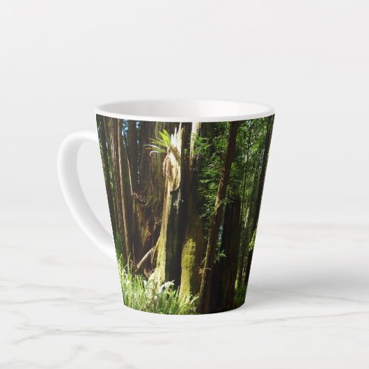 Redwood en Ferns in Redwood National Park Latte Mok (Linkerhoek)