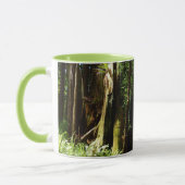 Redwood en Ferns in Redwood National Park Mok (Links)