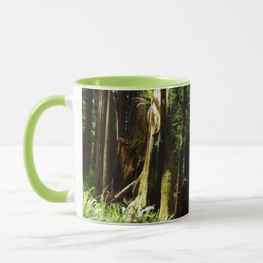 Redwood en Ferns in Redwood National Park Mok (Links)