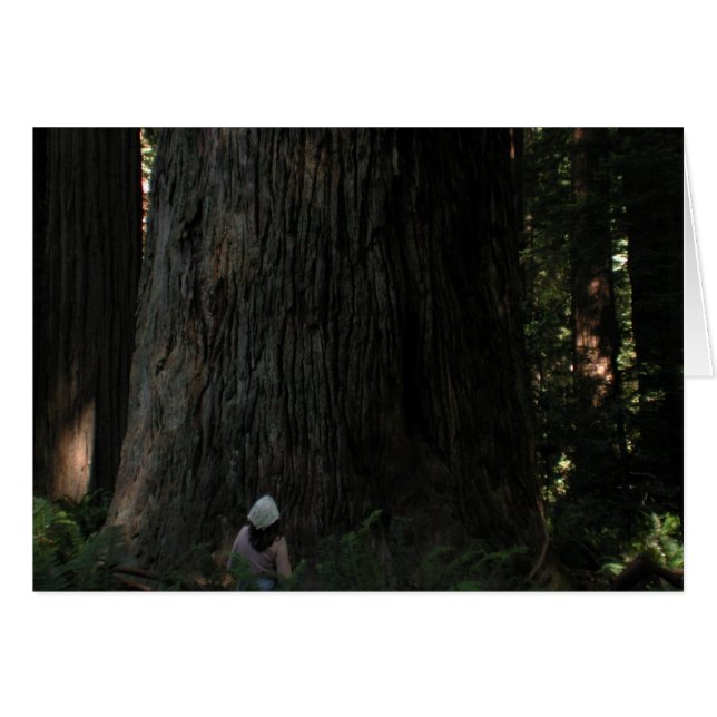 Redwood Forest (Voorkant Horizontaal)