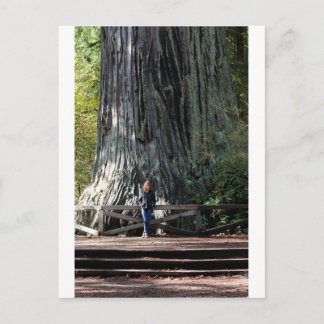 Redwood Forest Briefkaart