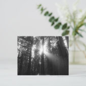 Redwood Forest Briefkaart (Staand voorkant)