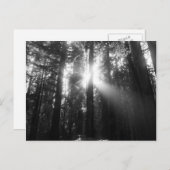 Redwood Forest Briefkaart (Voorkant / Achterkant)
